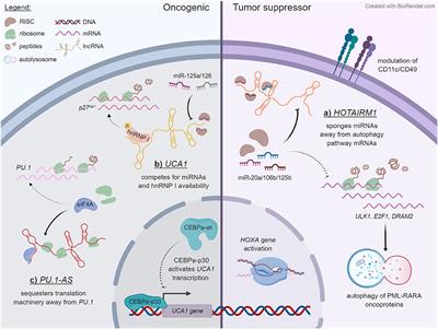 The Regulatory Roles of Long Noncoding RNAs in Acute Myeloid Leukemia